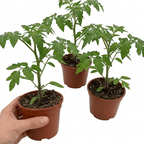 Set of 3 or 6 Large Plants - Tomato Growers Selection Variety, Outdoor Garden Ready, 10.5 cm - Frankton's