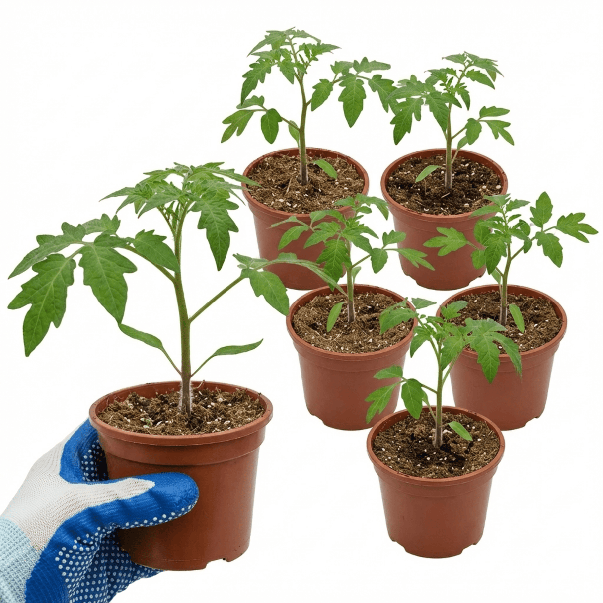 Set of 3 or 6 Large Plants - Tomato Growers Selection Variety, Outdoor Garden Ready, 10.5 cm - Frankton's