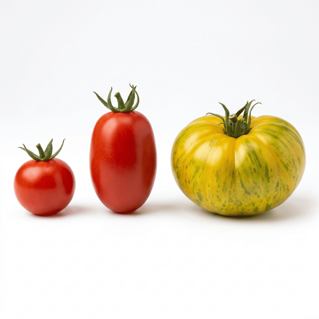 Set of 3 or 6 Large Plants - Tomato Growers Selection Variety, Outdoor Garden Ready, 10.5 cm - Frankton's