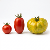 Set of 3 or 6 Large Plants - Tomato Growers Selection Variety, Outdoor Garden Ready, 10.5 cm - Frankton's
