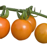 Set of 3 or 6 Large Plants - Tomato Honeycomb Variety, Outdoor Garden Ready, 10.5 cm - Frankton's