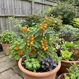 Set of 3 or 6 Large Plants - Tomato Honeycomb Variety, Outdoor Garden Ready, 10.5 cm - Frankton's