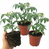 Set of 3 or 6 Large Plants - Tomato Honeycomb Variety, Outdoor Garden Ready, 10.5 cm - Frankton's