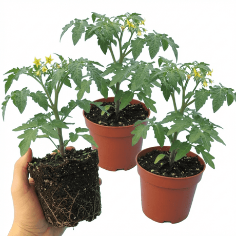 Set of 3 or 6 Large Plants - Tomato Honeycomb Variety, Outdoor Garden Ready, 10.5 cm - Frankton's