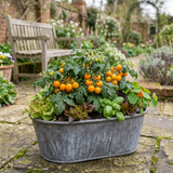 Set of 3 or 6 Large Plants - Tomato Honeycomb Variety, Outdoor Garden Ready, 10.5 cm - Frankton's
