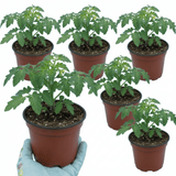 Set of 3 or 6 Large Plants - Tomato Honeycomb Variety, Outdoor Garden Ready, 10.5 cm - Frankton's