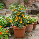 Set of 3 or 6 Large Plants - Tomato Honeycomb Variety, Outdoor Garden Ready, 10.5 cm - Frankton's