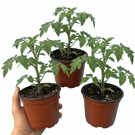 Set of 3 or 6 Large Plants - Tomato Lemon Sherbet, Ready to Plant in Your Garden, 10.5 cm - Frankton's