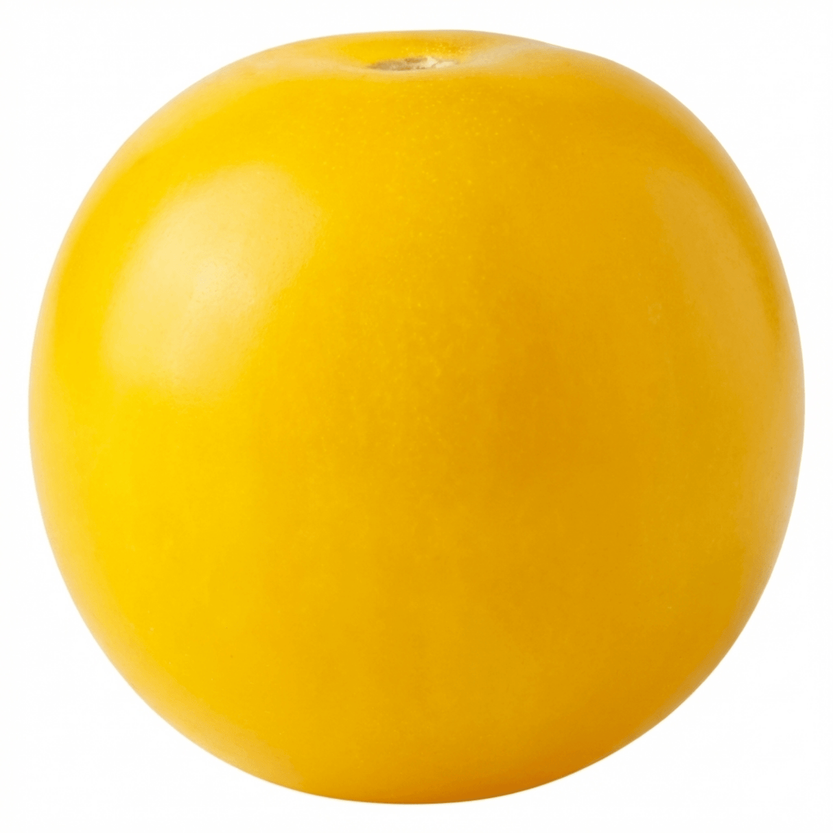 Set of 3 or 6 Large Plants - Tomato Lemon Sherbet, Ready to Plant in Your Garden, 10.5 cm - Frankton's
