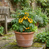 Set of 3 or 6 Large Plants - Tomato Lemon Sherbet, Ready to Plant in Your Garden, 10.5 cm - Frankton's