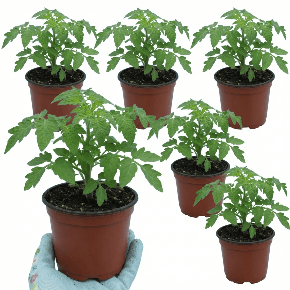 Set of 3 or 6 Large Plants - Tomato Lemon Sherbet, Ready to Plant in Your Garden, 10.5 cm - Frankton's