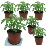 Set of 3 or 6 Large Plants - Tomato Lemon Sherbet, Ready to Plant in Your Garden, 10.5 cm - Frankton's