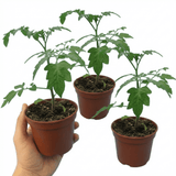 Set of 3 or 6 Large Plants - Tomato Lizzano Variety, Ready to Plant in Your Garden, 10.5 cm - Frankton's