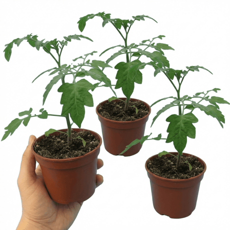 Set of 3 or 6 Large Plants - Tomato Lizzano Variety, Ready to Plant in Your Garden, 10.5 cm - Frankton's