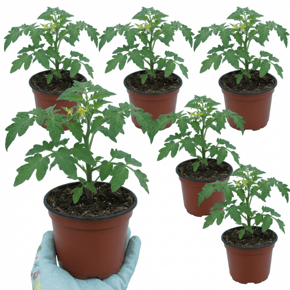 Set of 3 or 6 Large Plants - Tomato Losetto Variety, Ready to Plant in Your Garden, 10.5 cm - Frankton's