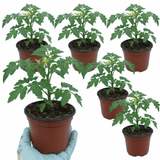 Set of 3 or 6 Large Plants - Tomato Losetto Variety, Ready to Plant in Your Garden, 10.5 cm - Frankton's