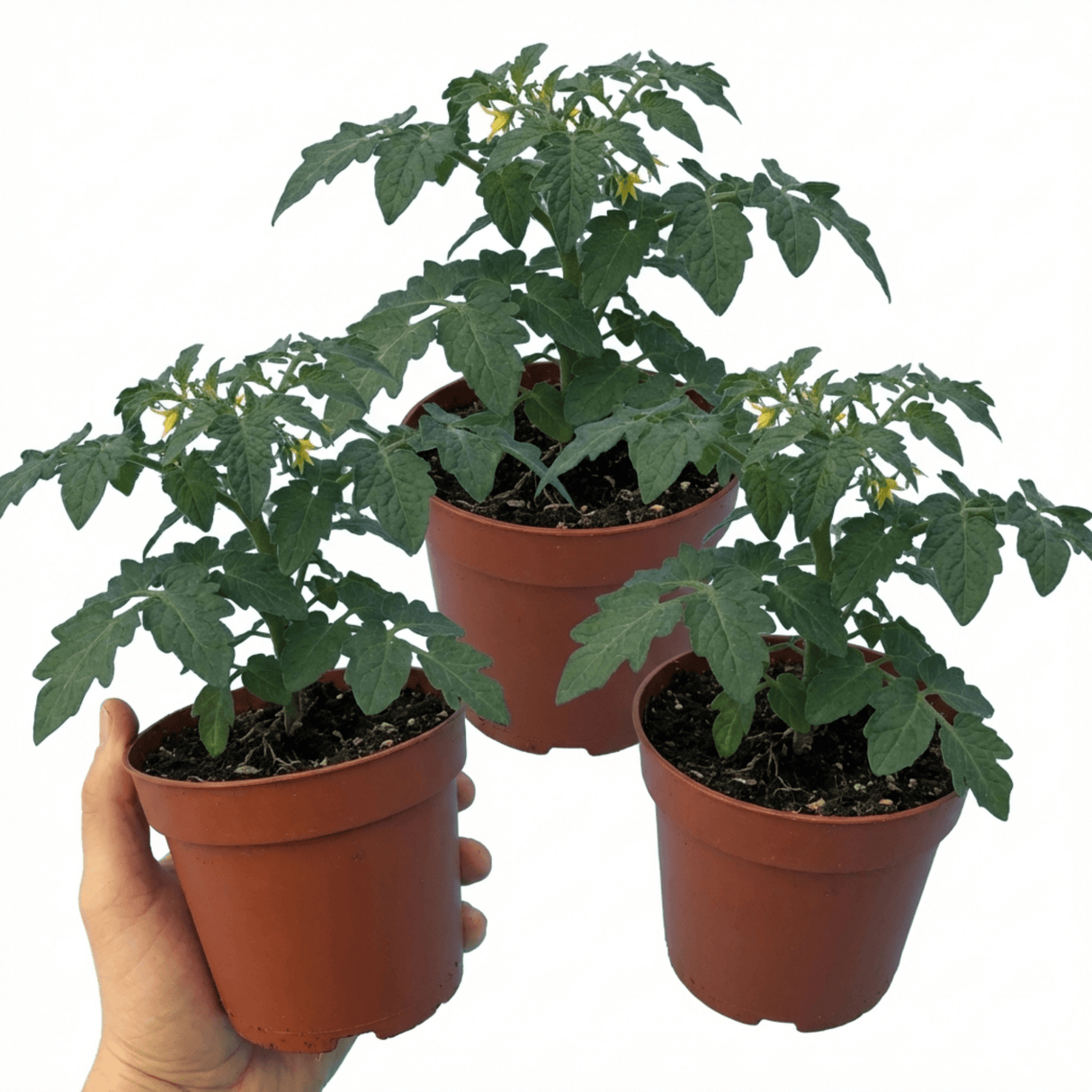 Set of 3 or 6 Large Plants - Tomato Losetto Variety, Ready to Plant in Your Garden, 10.5 cm - Frankton's