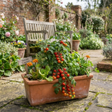 Set of 3 or 6 Large Plants - Tomato Losetto Variety, Ready to Plant in Your Garden, 10.5 cm - Frankton's