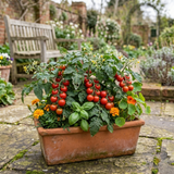 Set of 3 or 6 Large Plants - Tomato Losetto Variety, Ready to Plant in Your Garden, 10.5 cm - Frankton's
