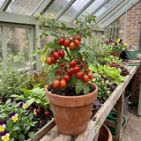 Set of 3 or 6 Large Plants - Tomato Nagina Variety, Ready to Plant in Your Garden - Frankton's