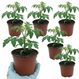 Set of 3 or 6 Large Plants - Tomato Nagina Variety, Ready to Plant in Your Garden - Frankton's
