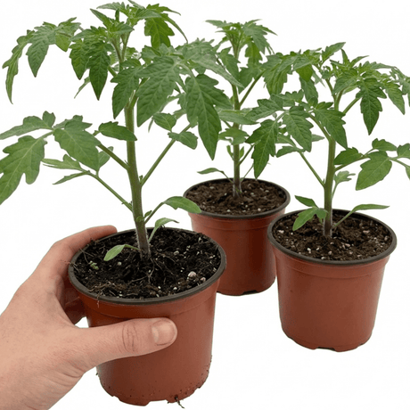 Set of 3 or 6 Large Plants - Tomato Nagina Variety, Ready to Plant in Your Garden - Frankton's