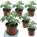 Set of 3 or 6 Large Plants - Tomato Ricola Fire & Lightning, Ready to Plant in Your Garden - Frankton's