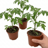 Set of 3 or 6 Large Plants - Tomato Ricola Fire & Lightning, Ready to Plant in Your Garden - Frankton's