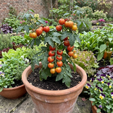 Set of 3 or 6 Large Plants - Tomato Ricola Fire & Lightning, Ready to Plant in Your Garden - Frankton's