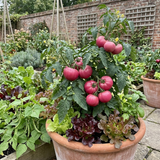 Set of 3 or 6 Large Plants - Tomato Rose Crush Variety, Ready to Plant in Your Garden - Frankton's