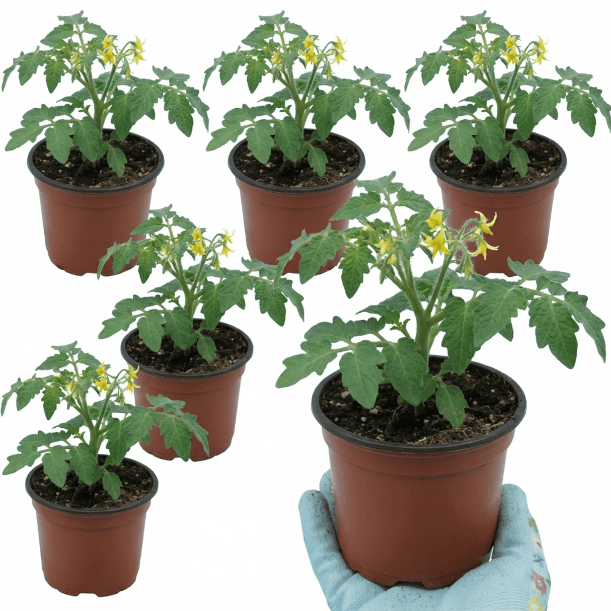 Set of 3 or 6 Large Plants - Tomato Rose Crush Variety, Ready to Plant in Your Garden - Frankton's