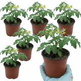 Set of 3 or 6 Large Plants - Tomato Rose Crush Variety, Ready to Plant in Your Garden - Frankton's