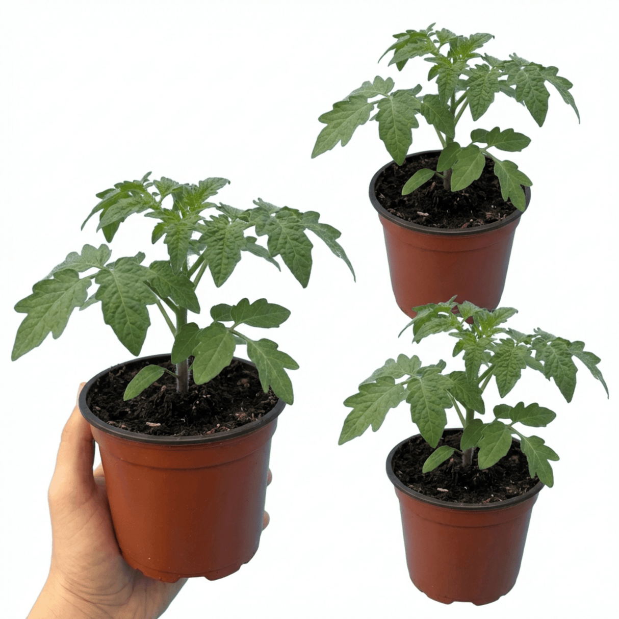 Set of 3 or 6 Large Plants - Tomato Rose Crush Variety, Ready to Plant in Your Garden - Frankton's
