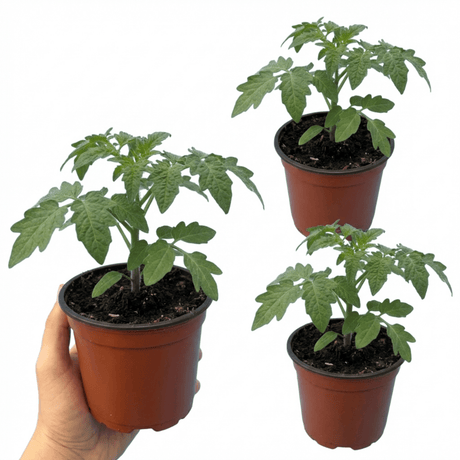 Set of 3 or 6 Large Plants - Tomato Rose Crush Variety, Ready to Plant in Your Garden - Frankton's