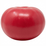 Set of 3 or 6 Large Plants - Tomato Rose Crush Variety, Ready to Plant in Your Garden - Frankton's
