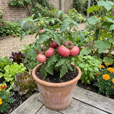 Set of 3 or 6 Large Plants - Tomato Rose Crush Variety, Ready to Plant in Your Garden - Frankton's