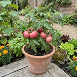 Set of 3 or 6 Large Plants - Tomato Rose Crush Variety, Ready to Plant in Your Garden - Frankton's