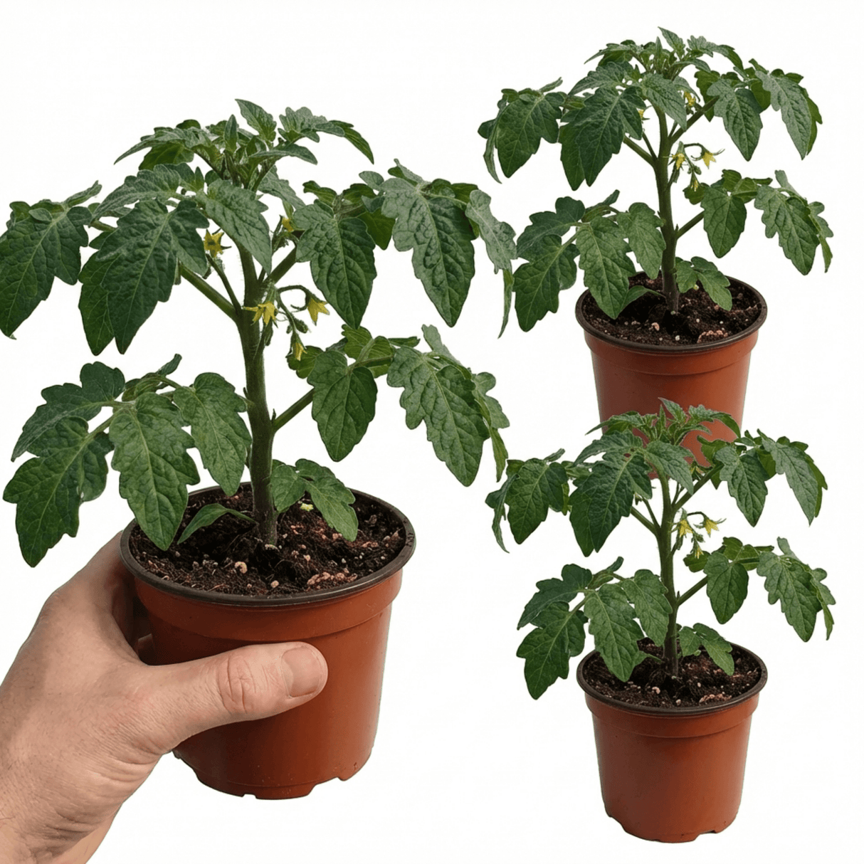 Set of 3 or 6 Large Plants - Tomato Supersteak Variety, Ready to Plant in Your Garden - Frankton's