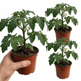 Set of 3 or 6 Large Plants - Tomato Supersteak Variety, Ready to Plant in Your Garden - Frankton's