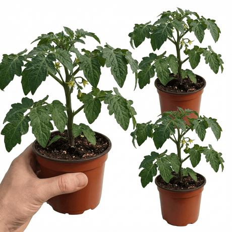 Set of 3 or 6 Large Plants - Tomato Supersteak Variety, Ready to Plant in Your Garden - Frankton's