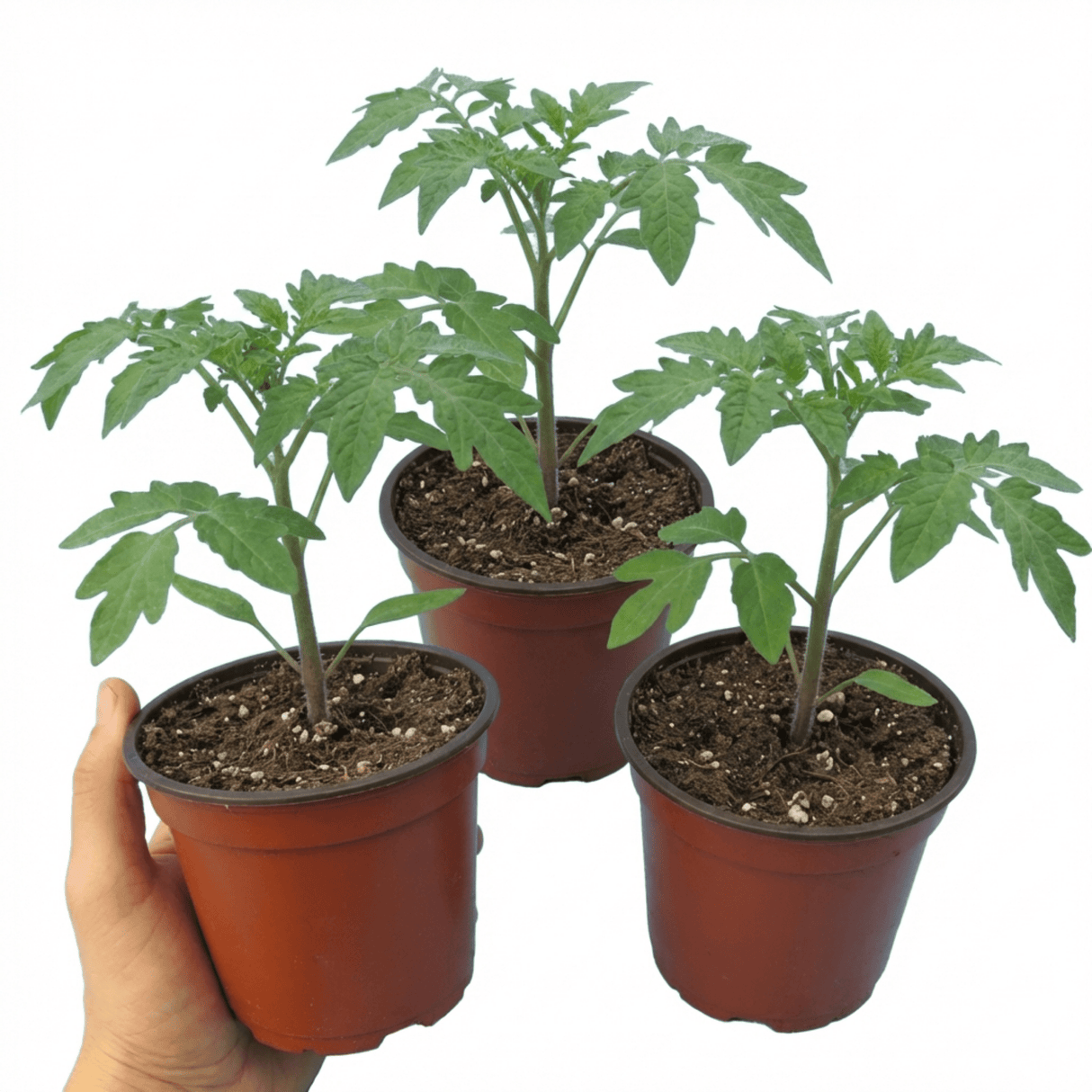 Set of 3 or 6 Large Plants - Tomato Sweet Million Variety, Ready to Plant in Your Garden - Frankton's