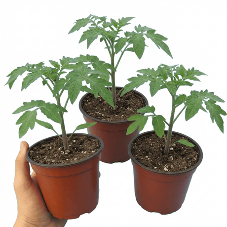 Set of 3 or 6 Large Plants - Tomato Sweet Million Variety, Ready to Plant in Your Garden - Frankton's