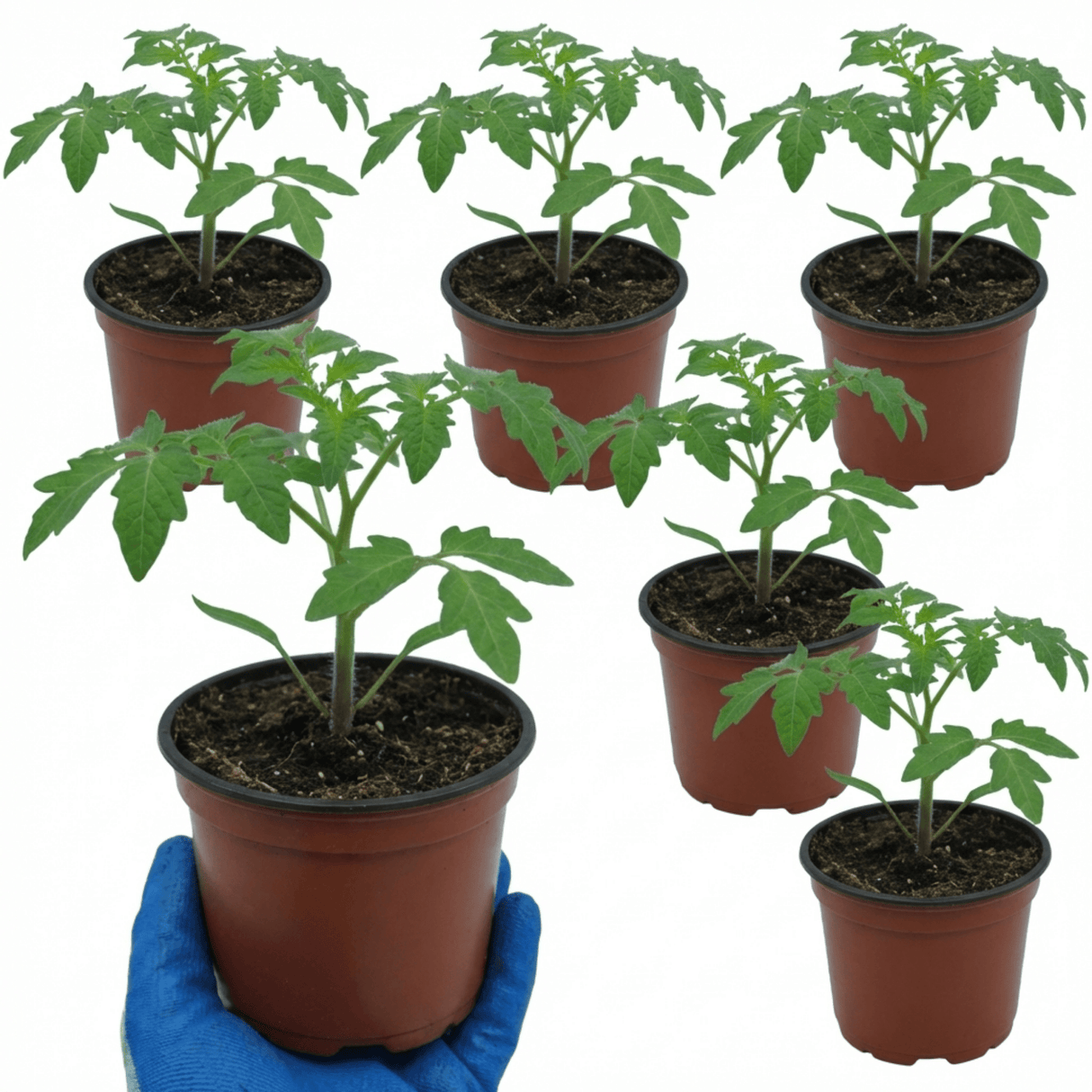 Set of 3 or 6 Large Plants - Tomato Sweet Million Variety, Ready to Plant in Your Garden - Frankton's