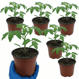 Set of 3 or 6 Large Plants - Tomato Sweet Million Variety, Ready to Plant in Your Garden - Frankton's