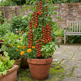 Set of 3 or 6 Large Plants - Tomato Sweet Million Variety, Ready to Plant in Your Garden - Frankton's