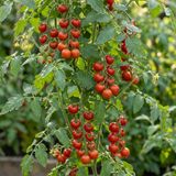 Set of 3 or 6 Large Plants - Tomato Tumbling Tom Variety, Outdoor Garden Ready, 10.5 cm - Frankton's