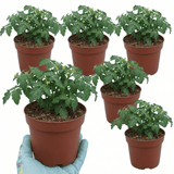 Set of 3 or 6 Large Plants - Tomato Tumbling Tom Variety, Outdoor Garden Ready, 10.5 cm - Frankton's