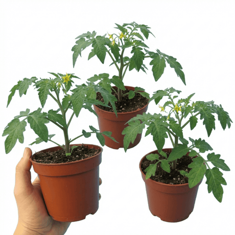 Set of 3 or 6 Large Plants - Tomato Tumbling Tom Variety, Outdoor Garden Ready, 10.5 cm - Frankton's