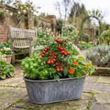 Set of 3 or 6 Large Plants - Tomato Veranda Red Variety, Ready to Plant in Your Garden - Frankton's