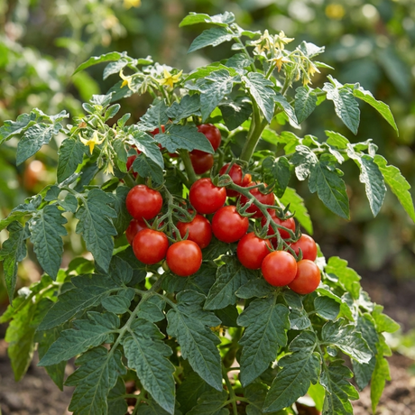 Set of 3 or 6 Large Plants - Tomato Veranda Red Variety, Ready to Plant in Your Garden - Frankton's